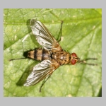 Dexiosoma caninum - Raupenfliege 01.jpg